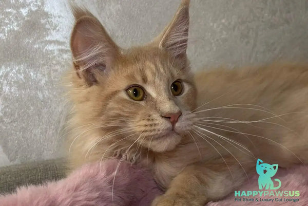 Buddy Maine Coon male cream - live animals