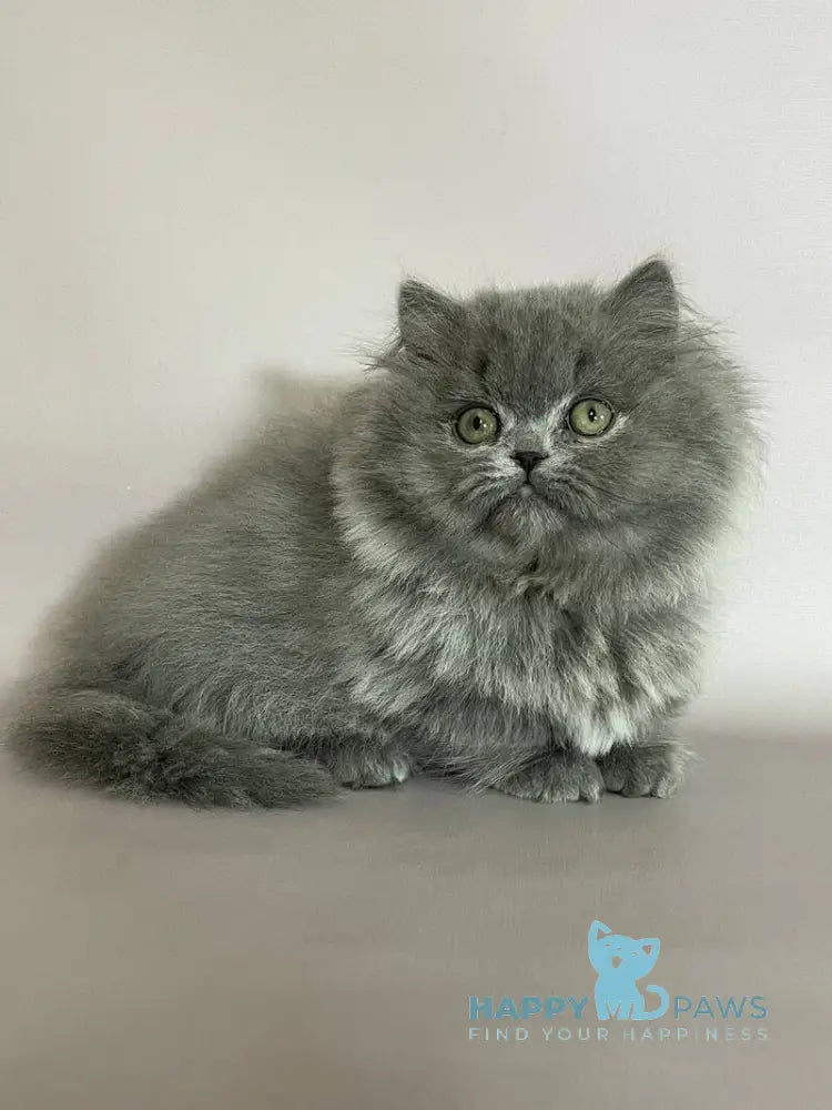 Buddy Munchkin male blue live animals