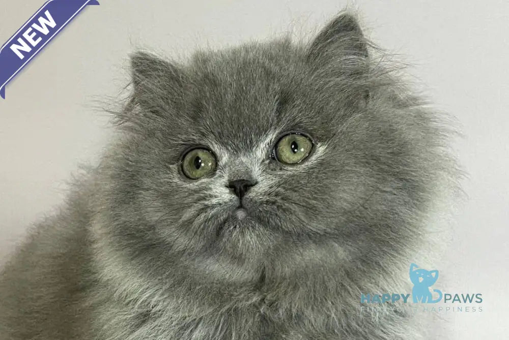 Buddy Munchkin male blue live animals