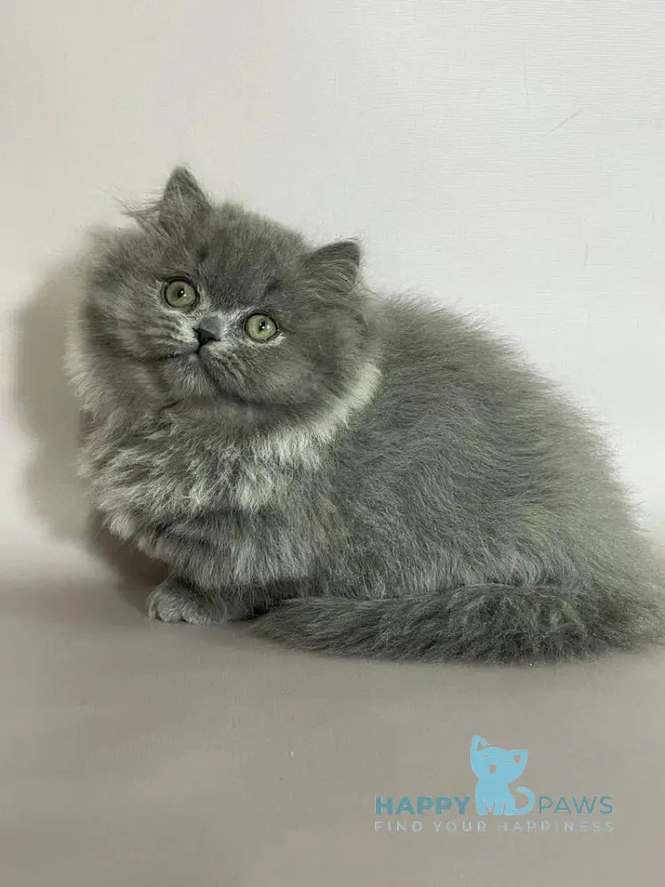 Buddy Munchkin male blue live animals