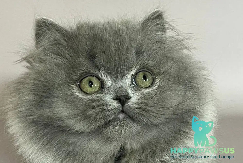 Buddy Munchkin male blue live animals