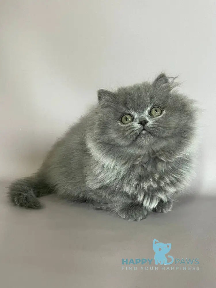 Buddy Munchkin male blue live animals