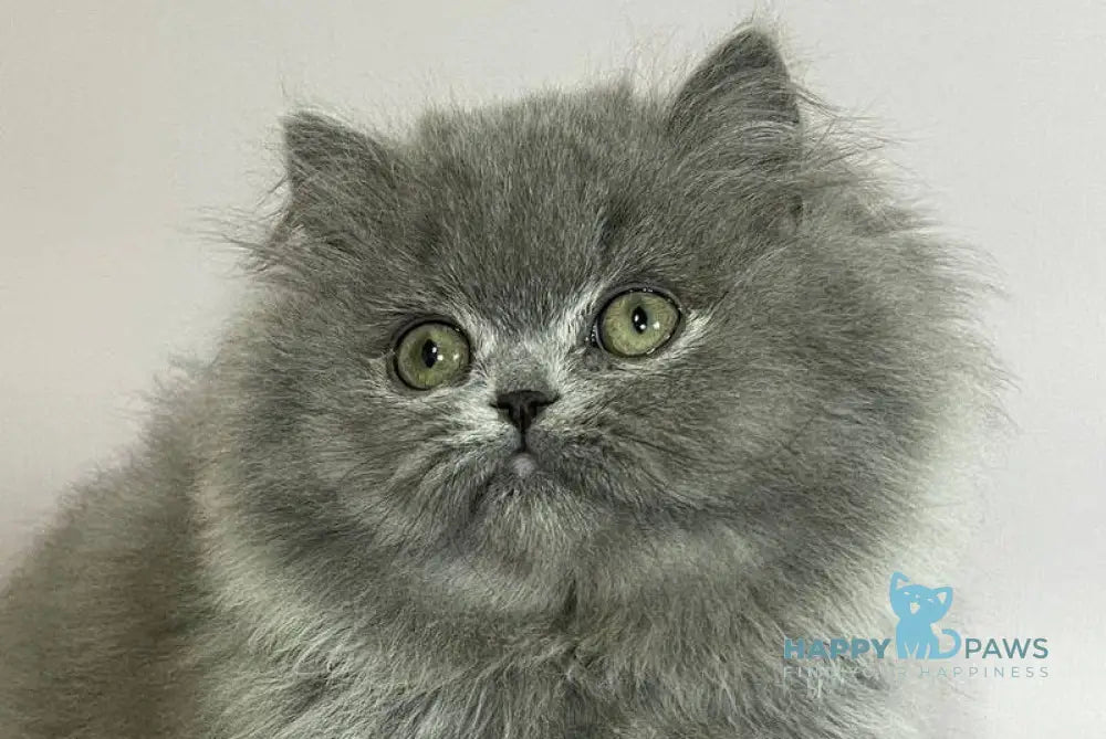 Buddy Munchkin male blue live animals