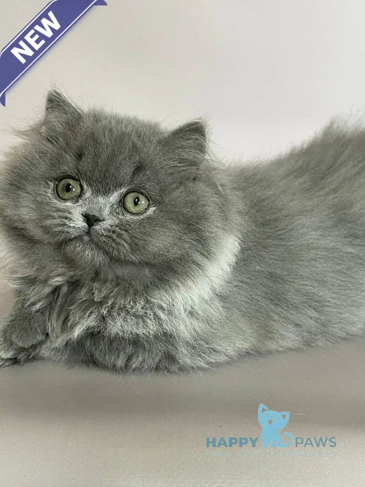 Buddy Munchkin male blue live animals