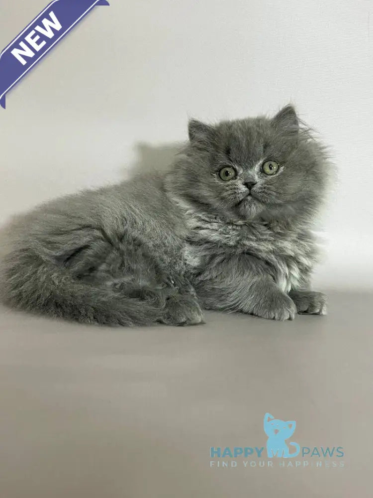 Buddy Munchkin male blue live animals