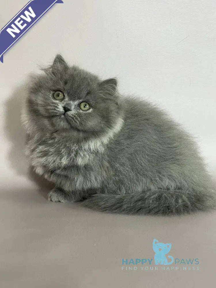 Buddy Munchkin male blue live animals