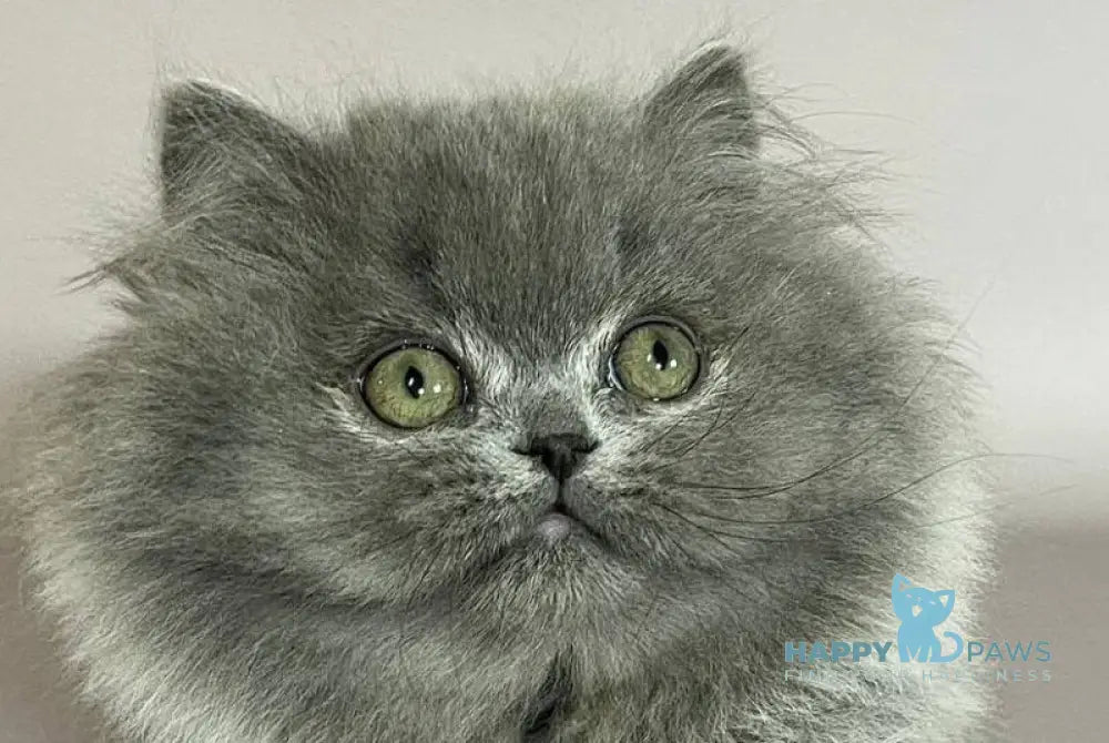 Buddy Munchkin male blue live animals