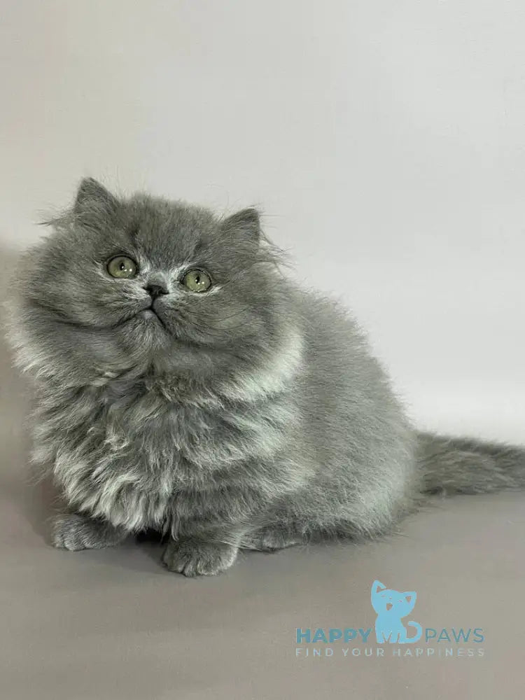 Buddy Munchkin male blue live animals