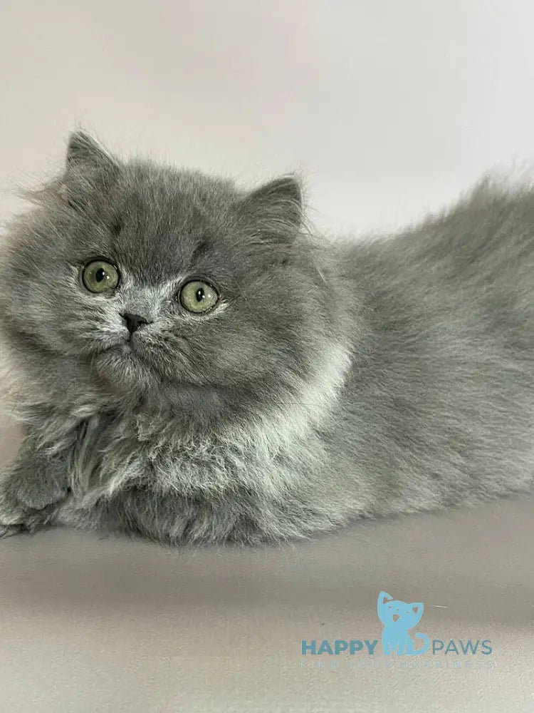 Buddy Munchkin male blue live animals