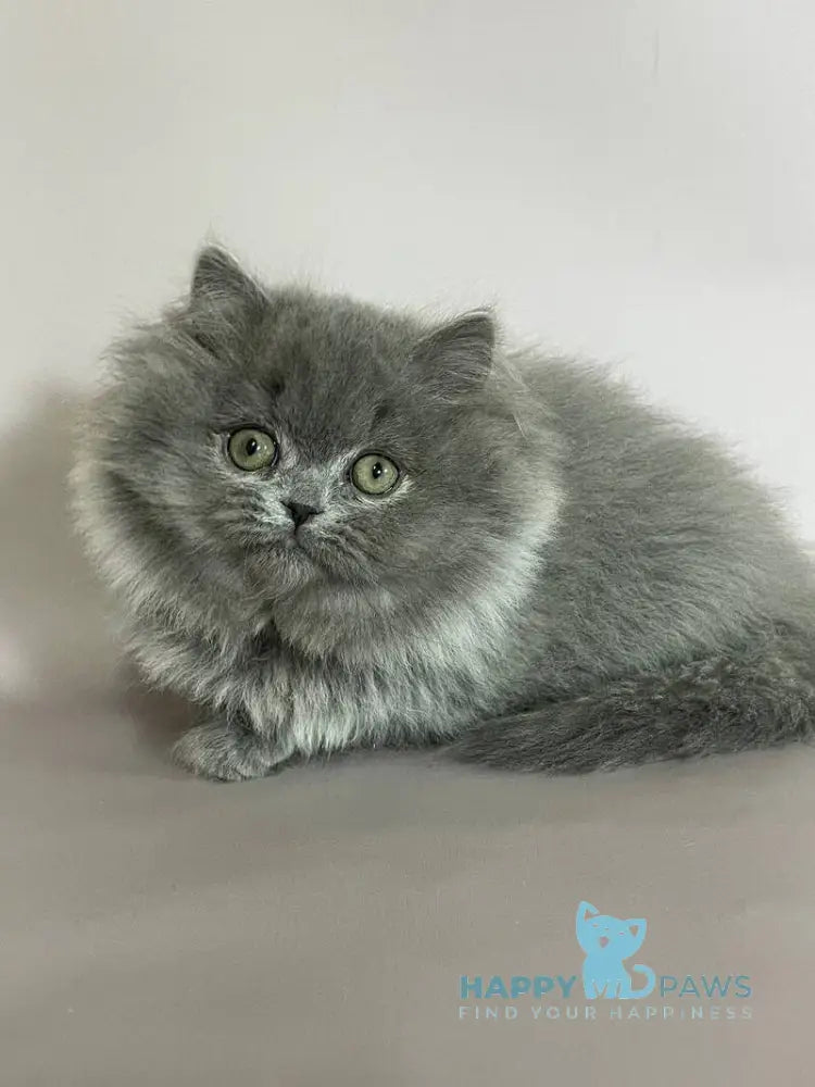 Buddy Munchkin male blue live animals