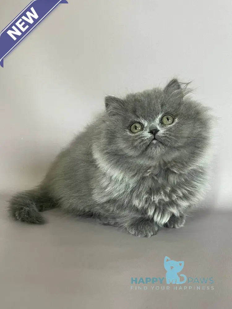 Buddy Munchkin male blue live animals