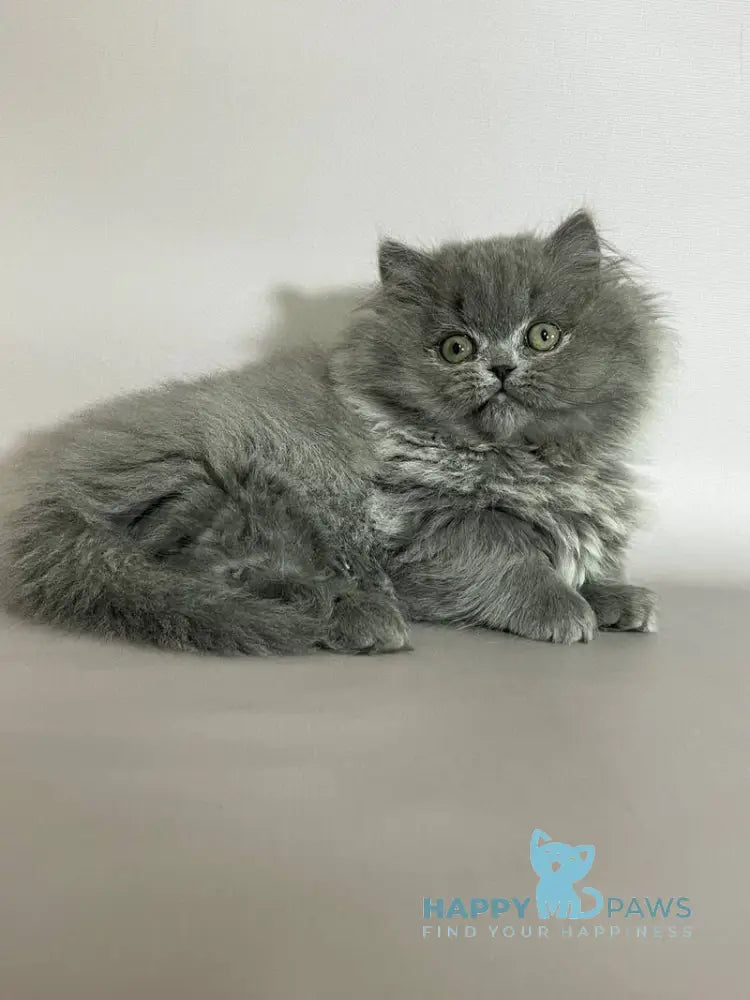 Buddy Munchkin male blue live animals