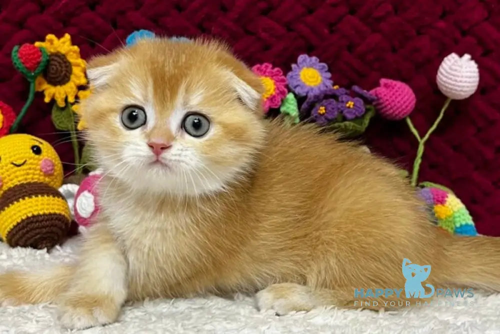 Buddy Scottish Fold male black golden chinchilla live animals