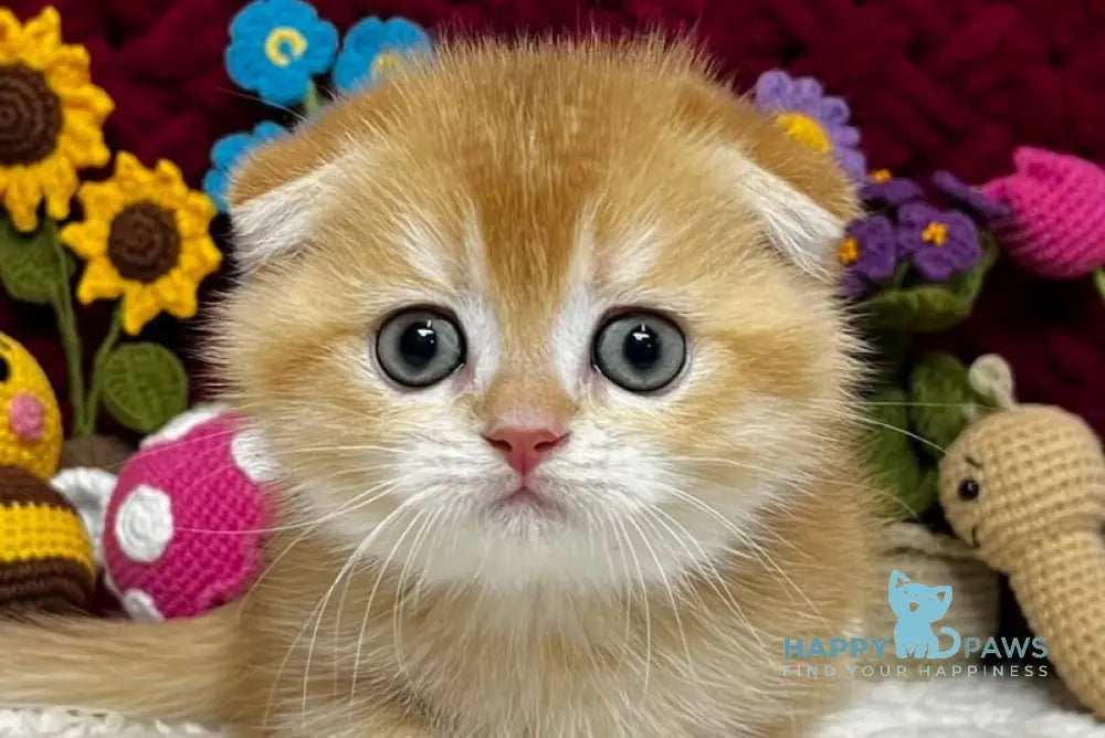 Buddy Scottish Fold male black golden chinchilla live animals