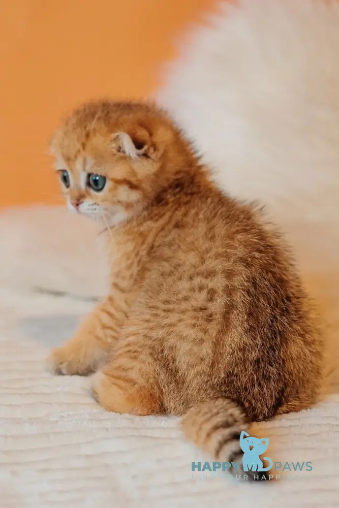Buddy Scottish Fold male black golden spotted tabby live animals