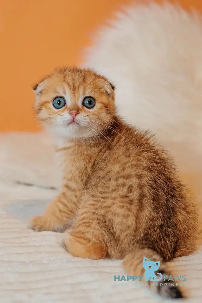 Buddy Scottish Fold male black golden spotted tabby live animals