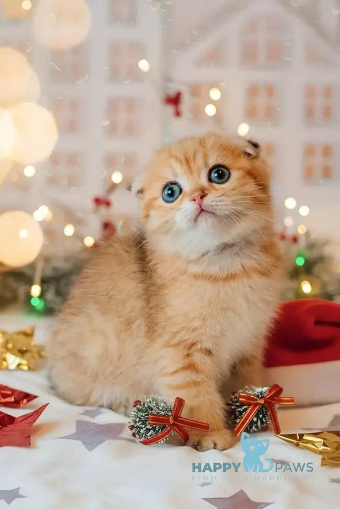 Buddy Scottish Fold male black golden spotted tabby live animals