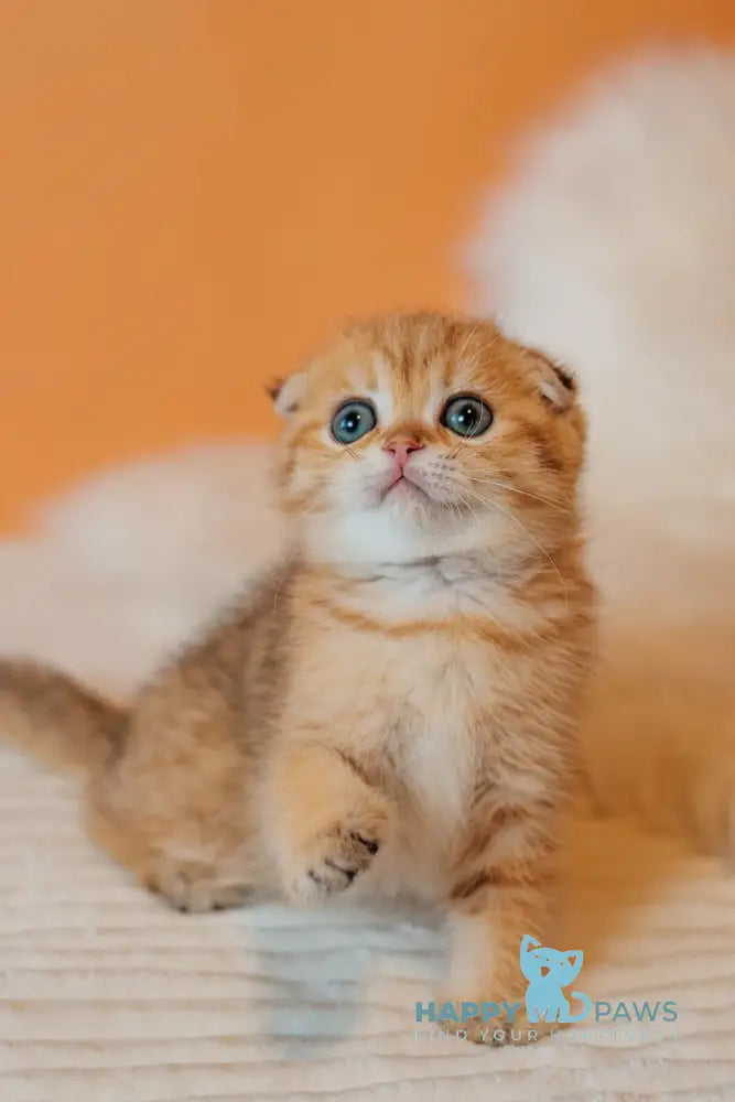 Buddy Scottish Fold male black golden spotted tabby live animals