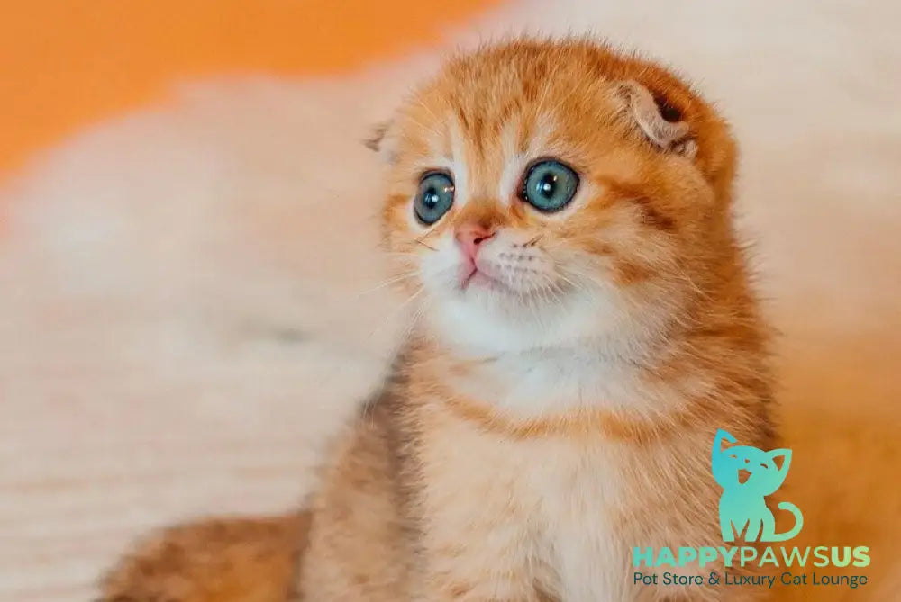 Buddy Scottish Fold male black golden spotted tabby live animals