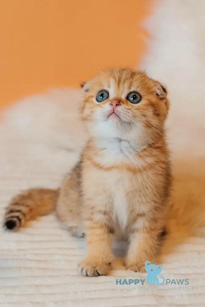 Buddy Scottish Fold male black golden spotted tabby live animals