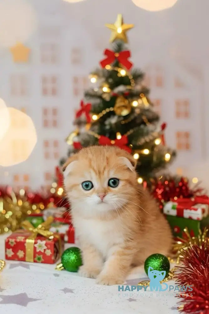 Buddy Scottish Fold male black golden spotted tabby live animals