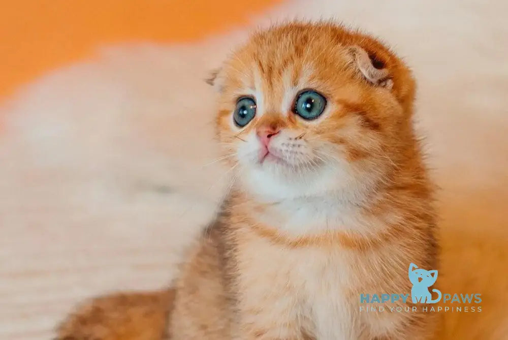 Buddy Scottish Fold male black golden spotted tabby live animals