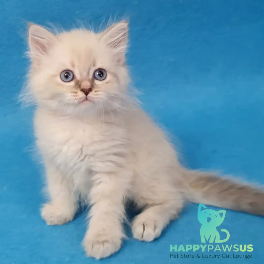 Buddy Siberian male blue tabby pointed - live animals