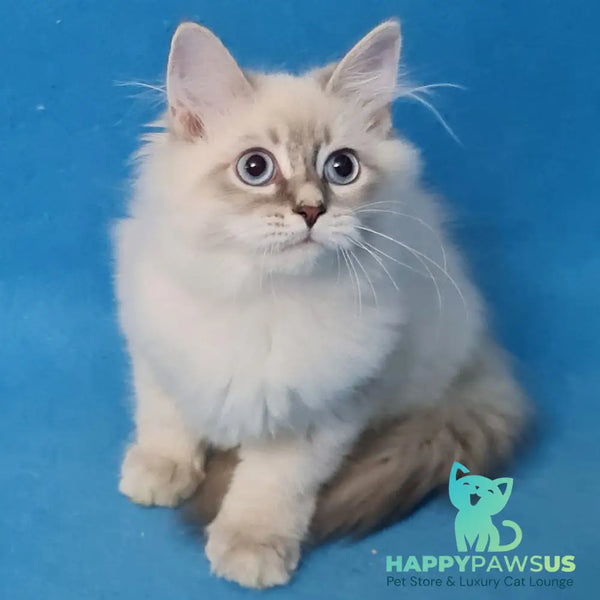 Buddy Siberian male blue tabby pointed - live animals