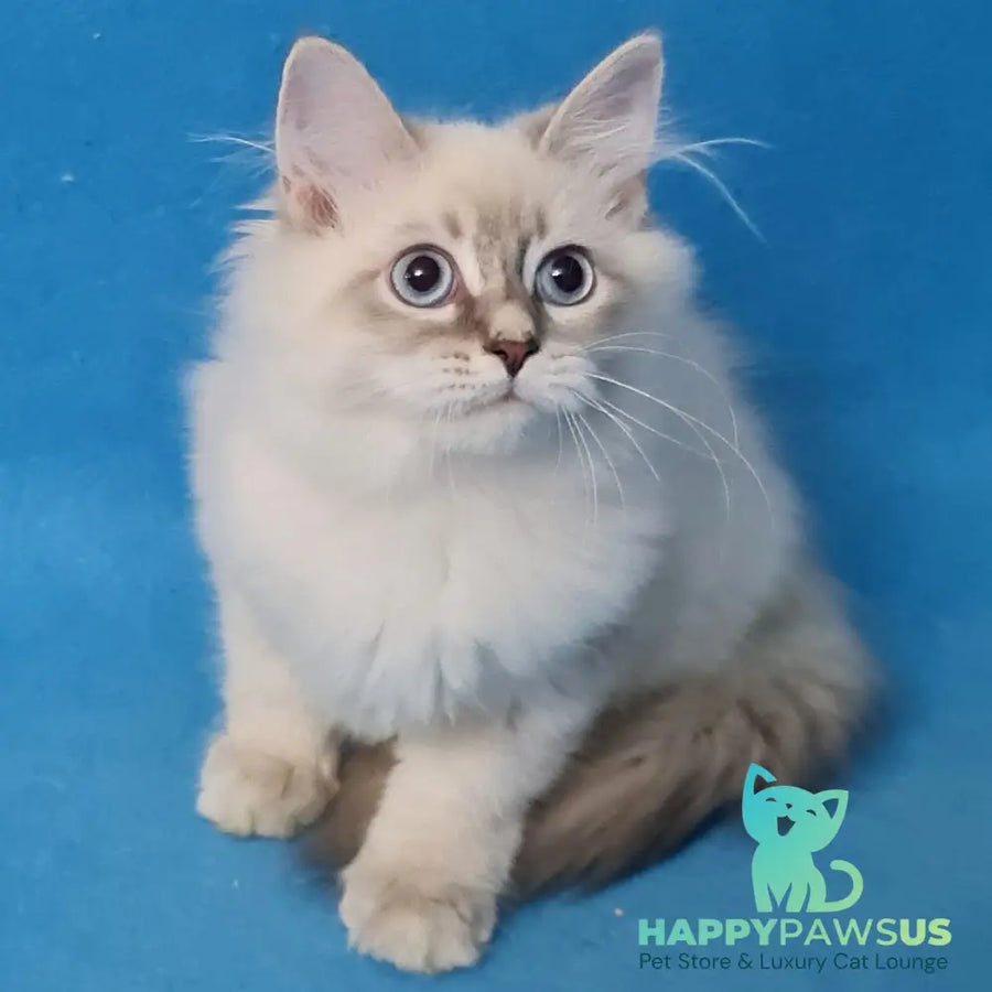 Buddy Siberian male blue tabby pointed - live animals