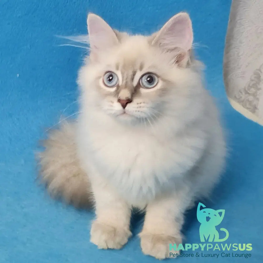 Buddy Siberian male blue tabby pointed - live animals