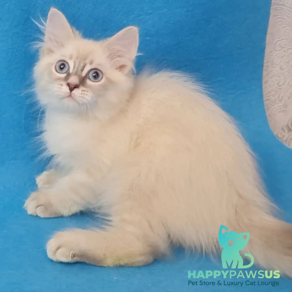Buddy Siberian male blue tabby pointed - live animals