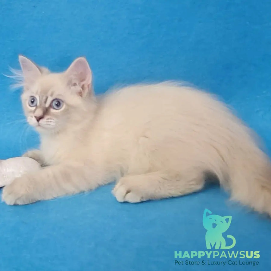 Buddy Siberian male blue tabby pointed - live animals