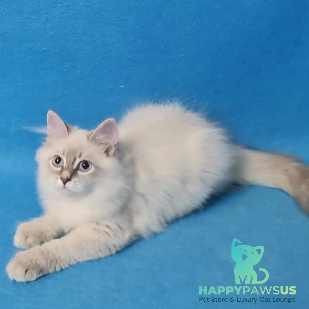 Buddy Siberian male blue tabby pointed - live animals