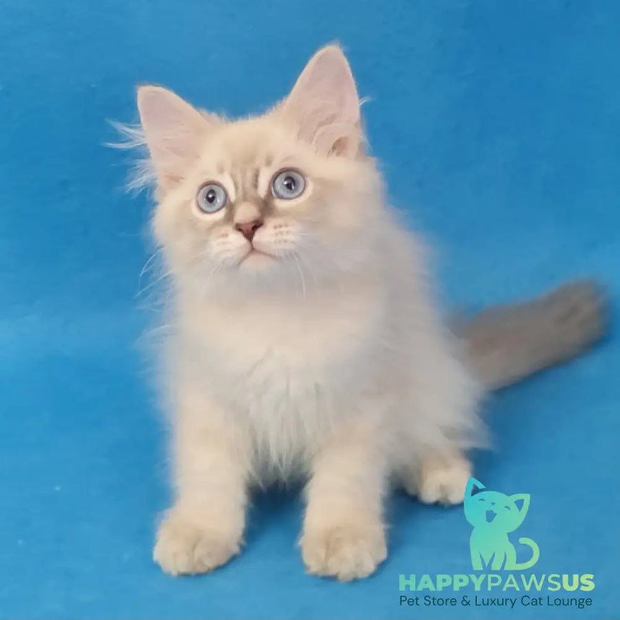 Buddy Siberian male blue tabby pointed - live animals