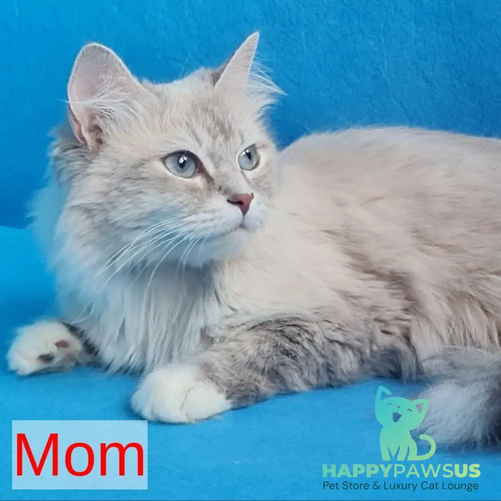 Buddy Siberian male blue tabby pointed - live animals