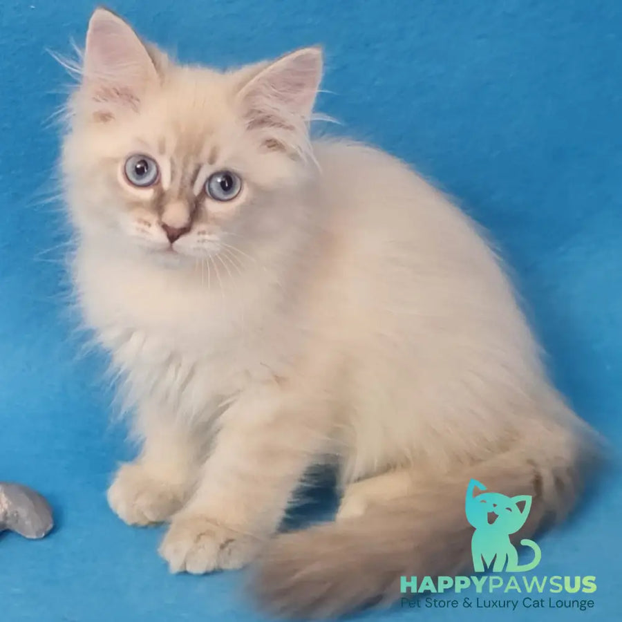 Buddy Siberian male blue tabby pointed - live animals