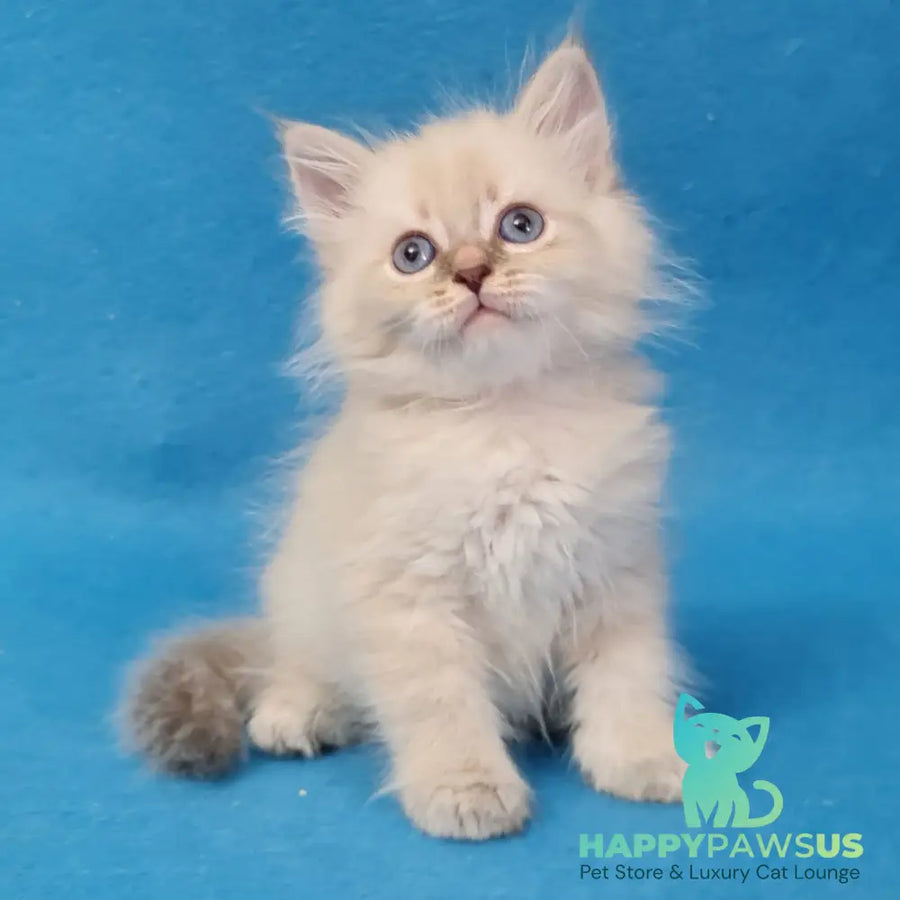 Buddy Siberian male blue tabby pointed - live animals