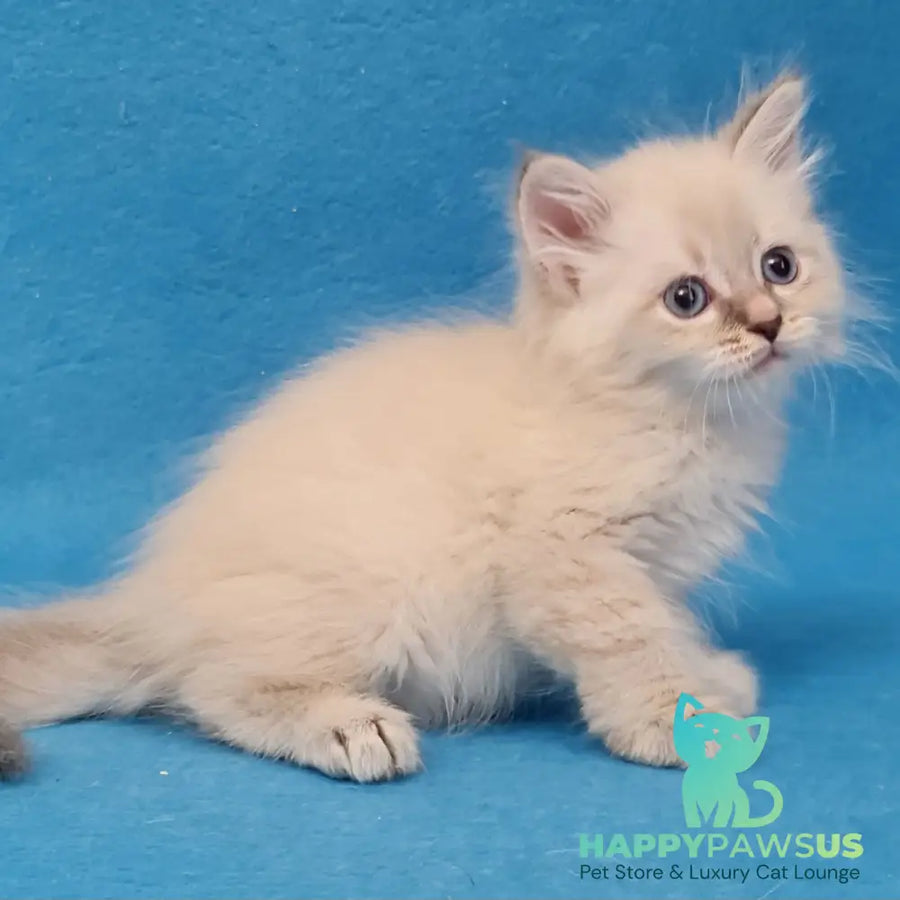 Buddy Siberian male blue tabby pointed - live animals