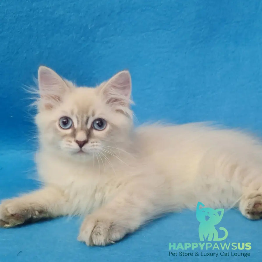 Buddy Siberian male blue tabby pointed - live animals