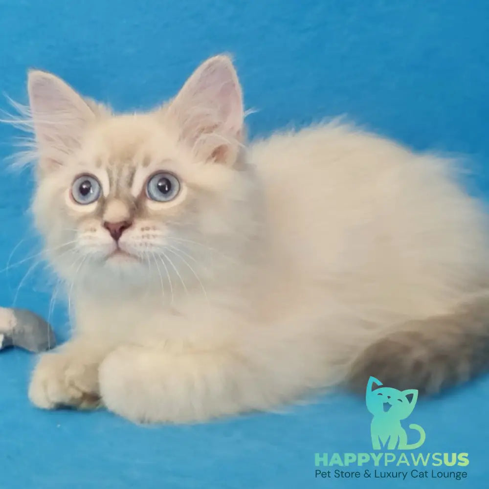 Buddy Siberian male blue tabby pointed - live animals