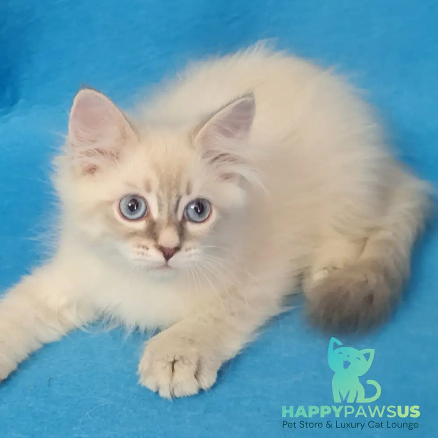 Buddy Siberian male blue tabby pointed - live animals