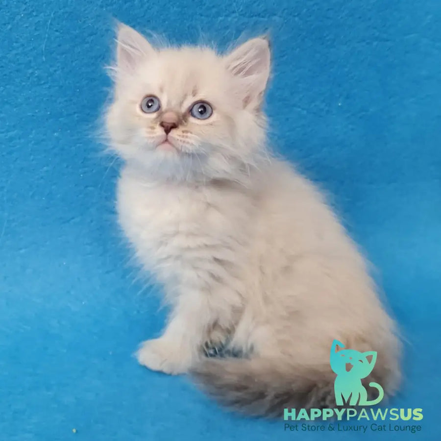 Buddy Siberian male blue tabby pointed - live animals