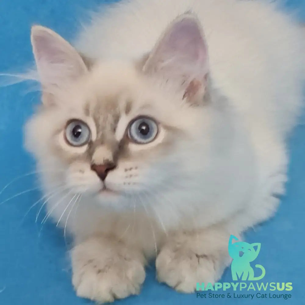 Buddy Siberian male blue tabby pointed - live animals