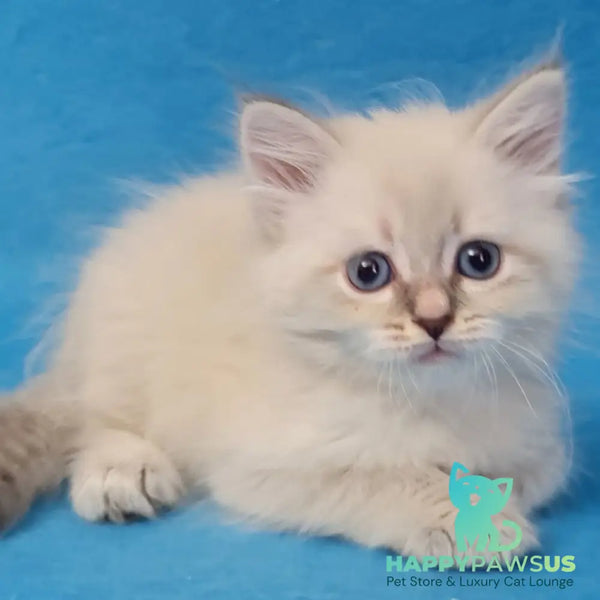 Buddy Siberian male blue tabby pointed - live animals