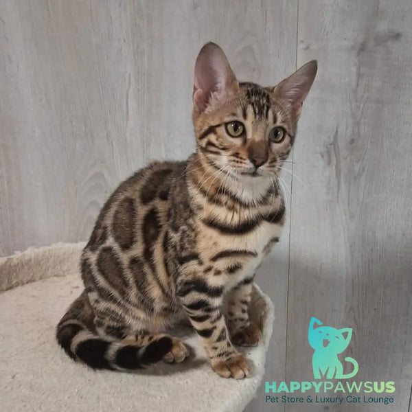 Buffy Bengal female black spotted tabby - live animals