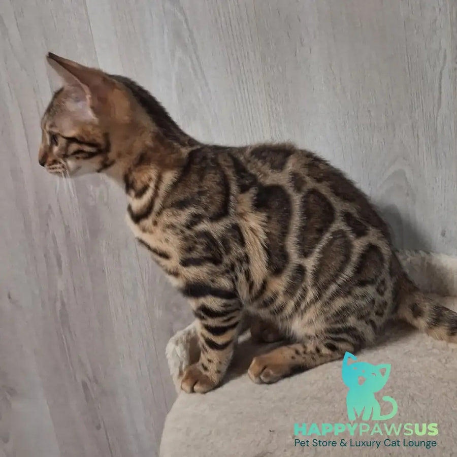 Buffy Bengal female black spotted tabby - live animals