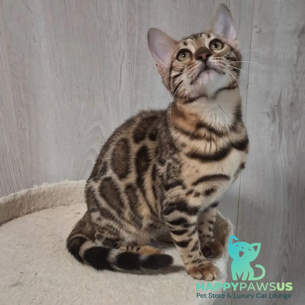 Buffy Bengal female black spotted tabby - live animals