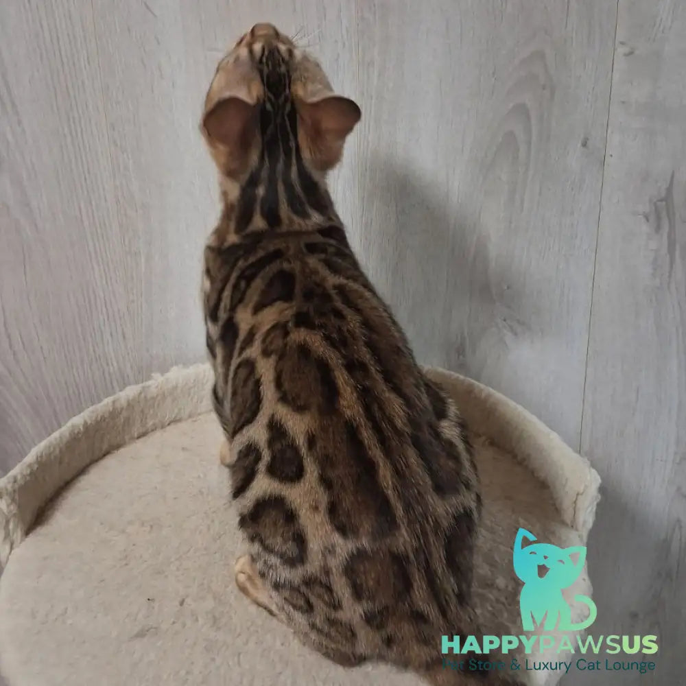 Buffy Bengal female black spotted tabby - live animals
