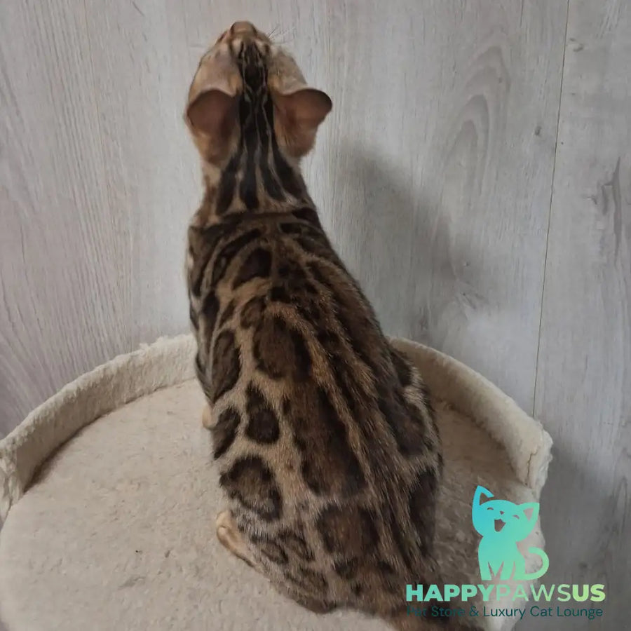 Buffy Bengal female black spotted tabby - live animals