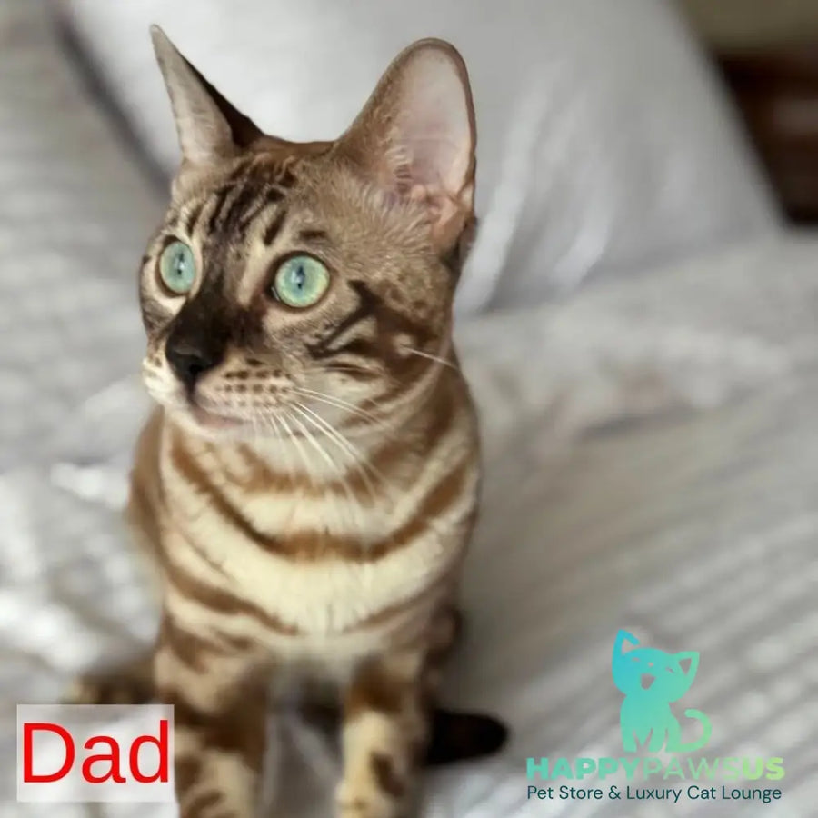 Buffy Bengal female black spotted tabby - live animals